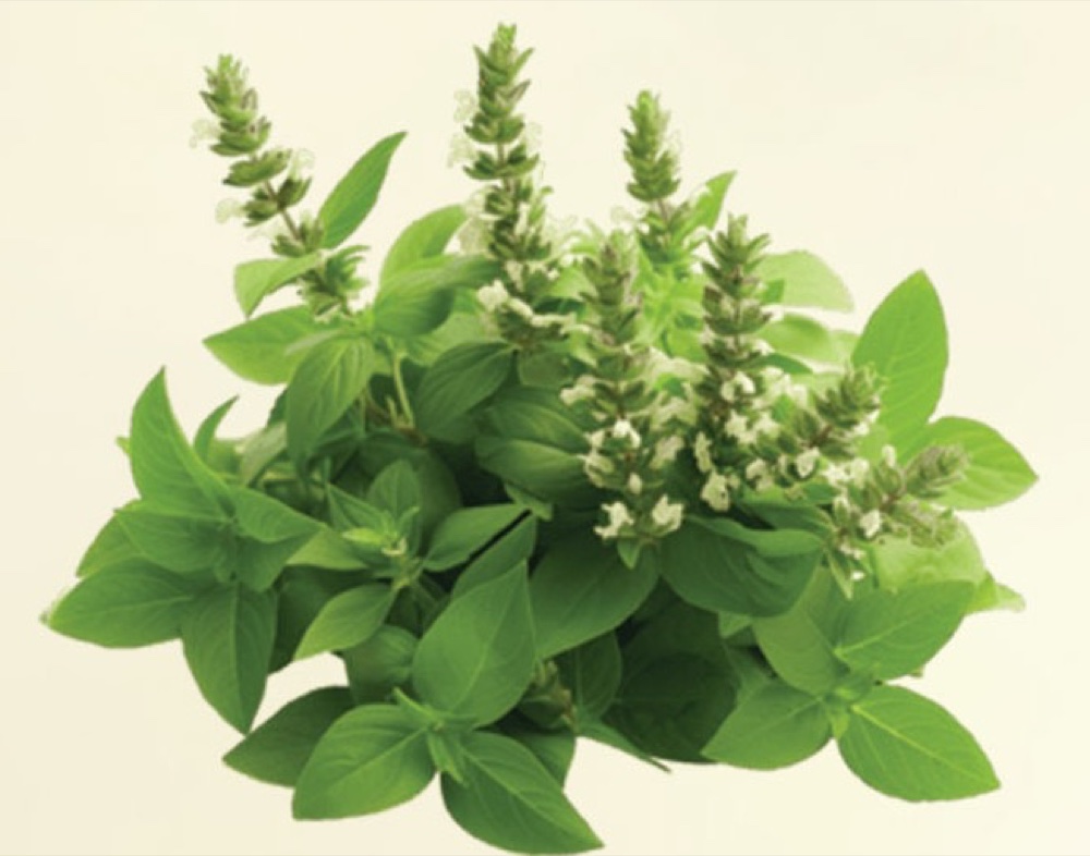 Basil