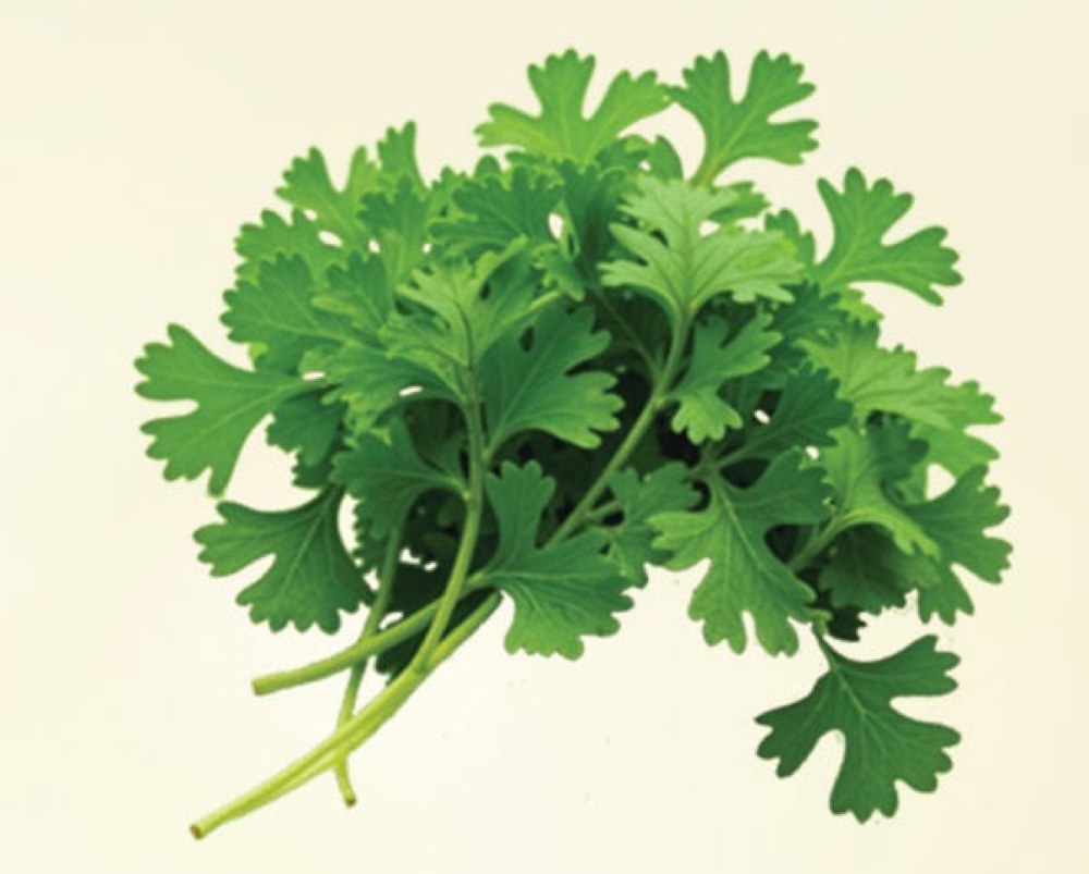 Coriander