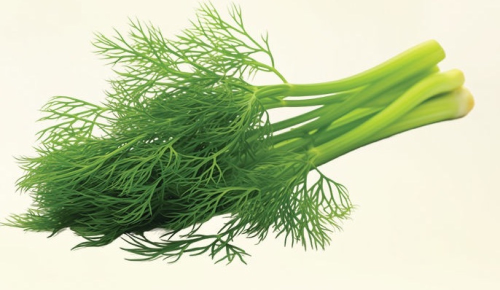 Dill