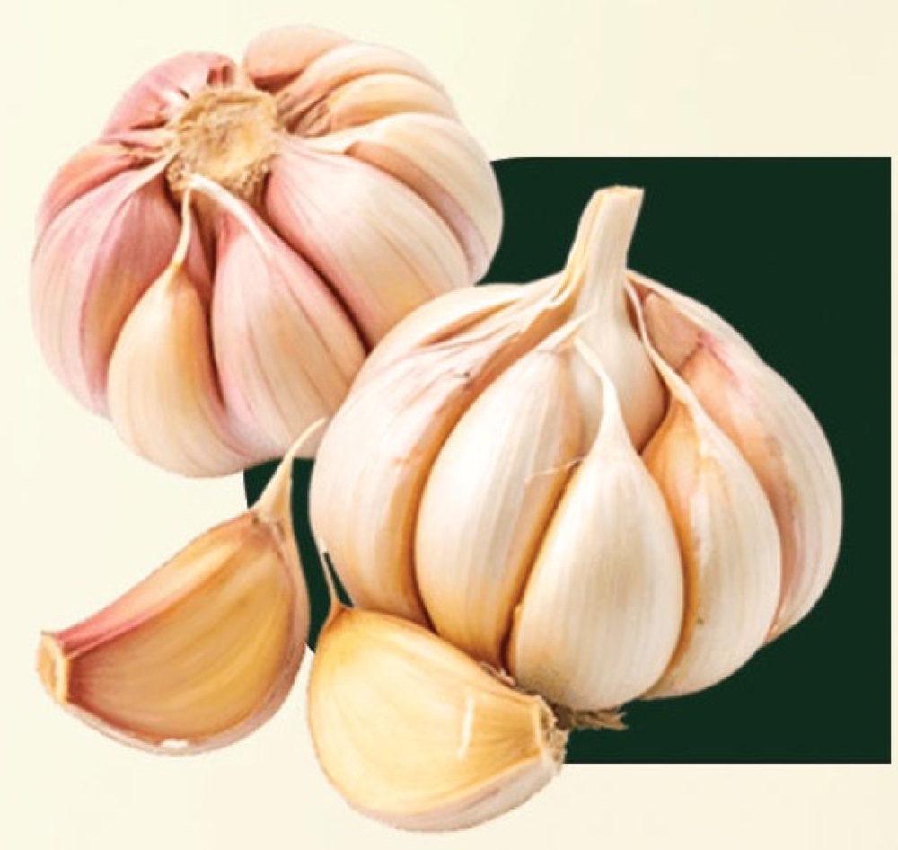 Garlic