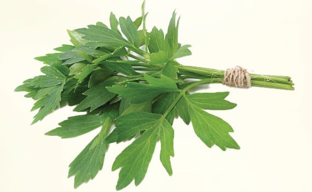 Lovage