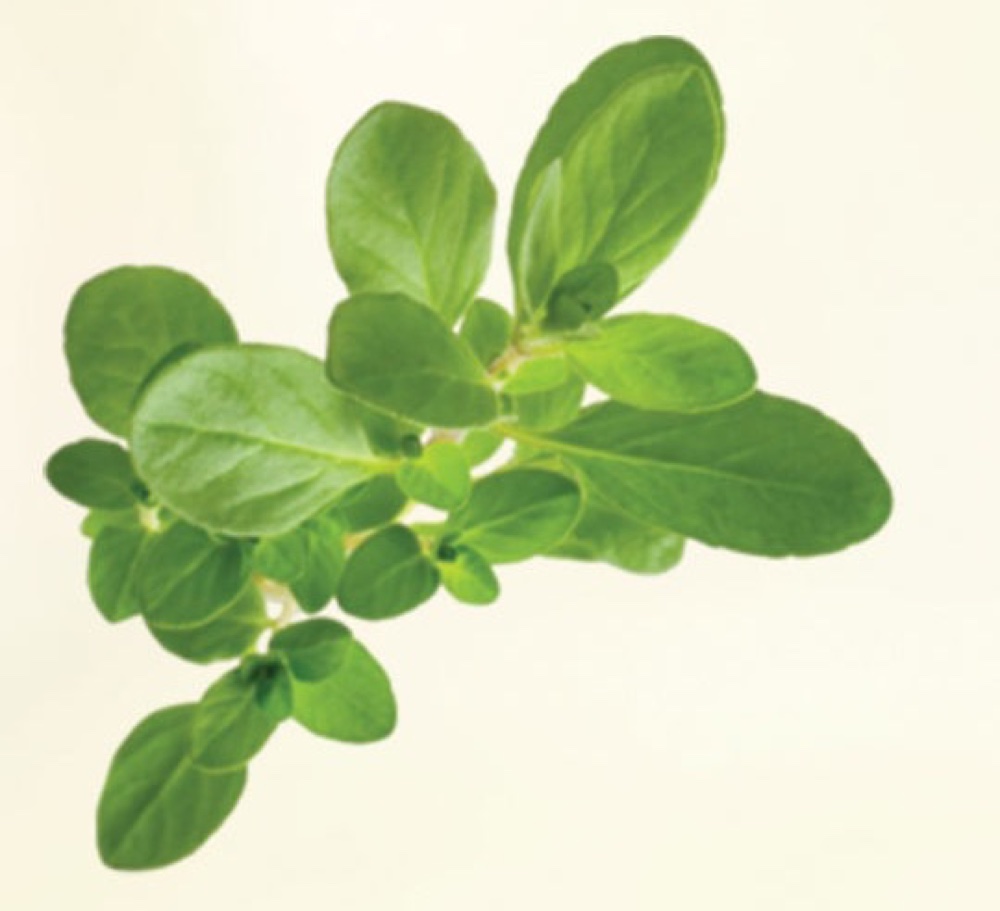 Marjoram