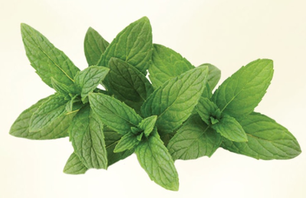 Mint