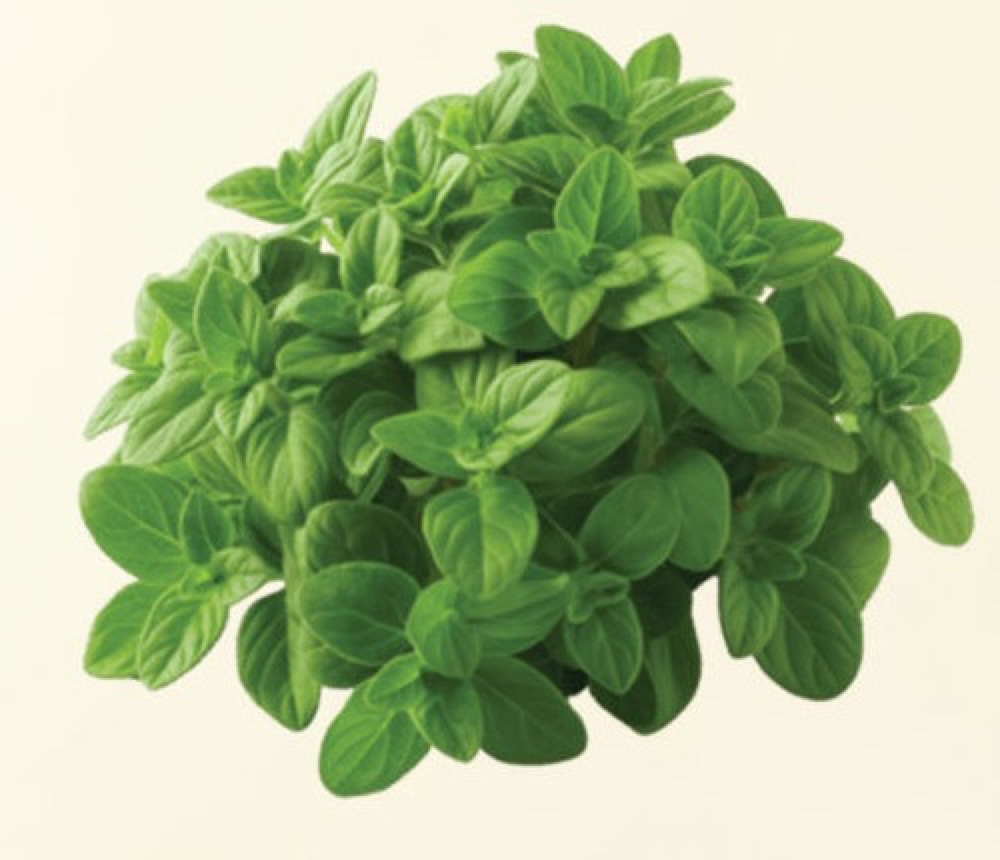 Oregano
