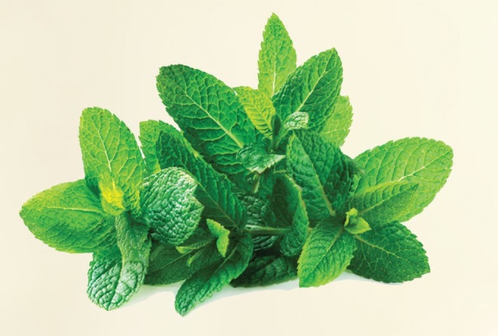 Peppermint