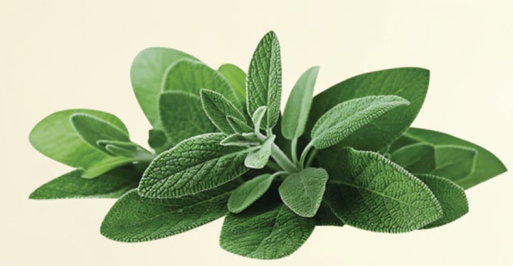 Sage