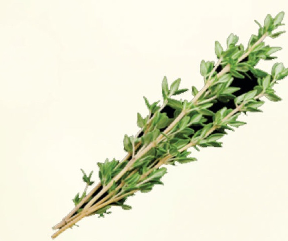 Thyme