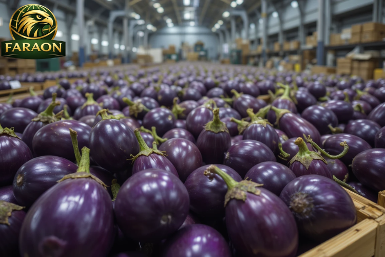 Eggplant