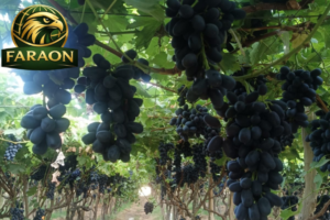 Grapes