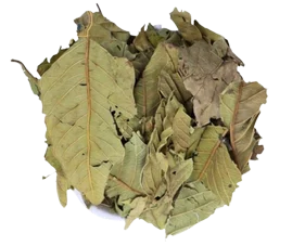 Guava leaves