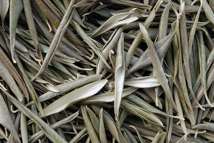 Olive leaves