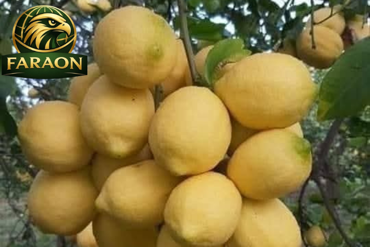 Fresh الليمون (2)