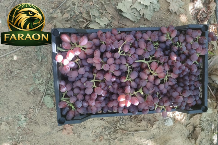 Fresh لقشحثس (1)
